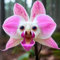 Worparsen 100 pcs semillas de orquídeas para gatos para plantar semillas de orquídeas de gato raras semillas de flores perennes no transgénicas para macetas de flores de jardín al aire libre balc