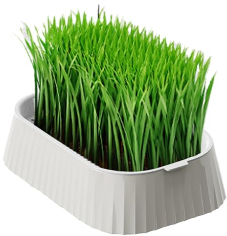Katzengras Pflanzgefäß Gras Pflanzengefäß Für Innenbereich