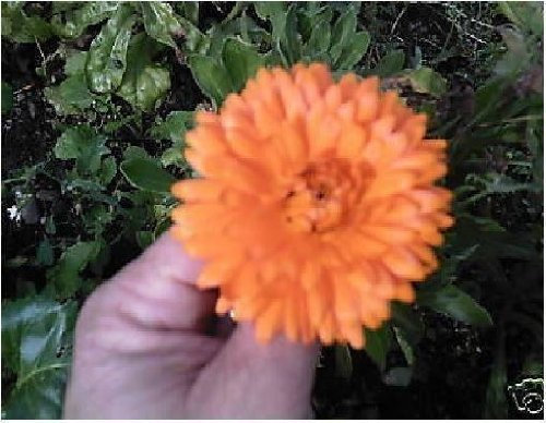 Just Seed - Flower - Calendula officinalis - Pot Marigold - 5000 Seeds - Large Pack