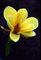 Magnolia acuminata - gelbe Blume - seltene tropische Pflanze Baum Samen (5)