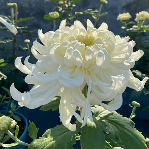 chrysanthemen samen saatgut topfpflanzen pflanzen winterhart draußen, winterharte pflanzen für garten, wildblumensamen gartensamen kräutergarten stauden winterhart mehrjährig, balkon 35pcs