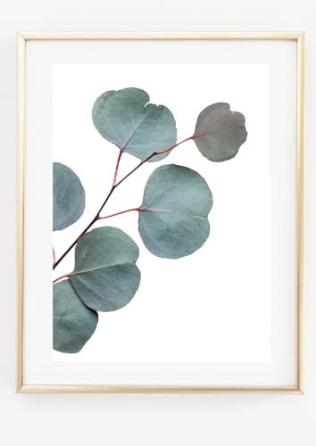 Din A4 Kunstdruck ohne Rahmen - Eukalyptus Blätter grün Fotokunst Natur Pflanze Druck Poster Bild