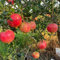 20 pcs Granatapfelbaum Winterhart - Granatapfel Samen - obstbäume kaufen zimmerpflanze Punica Granatum - bonzai baum pflanztopf winterharte kübelpflanzen frisches obst topfpflanzen