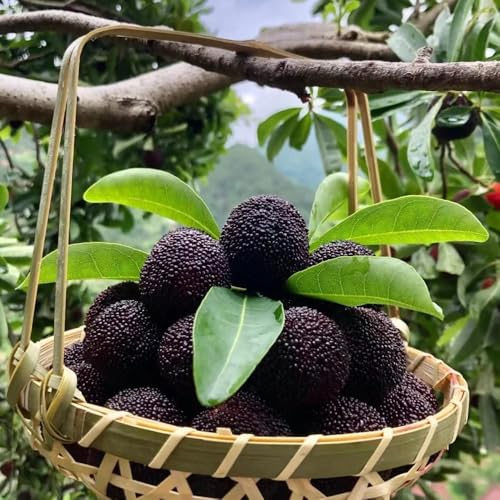 Myrica Rubra samen - sapote frucht, winterharte kübelpflanzen bayberry baum samen, frisches obst, deko wohnzimmer säulenobstbäume, exotische pflanzen winterhart bonsai samen, 200pcs