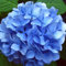 Regenbogenhortensien, große Blumen, winterharte Blumenzwiebeln, Stauden, Brautsträuße, romantische Gartendekoration-2 zwiebeln-E