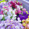 1000pcs Mixed Eustoma Samen,lisianthus samen blumensamen mehrjährig winterhart eustoma samen,Lebendige Blüten für Garten und Blumensträuße, leicht zu züchtende Sorte