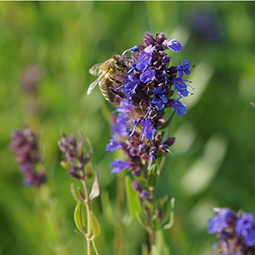 Blumixx Stauden Hyssopus officinalis – Apotheker-Ysop, blauviolett blühende aromatische Blütenstaude, bienenfreundlich & duftend, winterhart & pflegeleicht, ideal für Naturgarten & Kräuterbeet