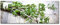 Glasbild Grüne Kräuter 30 x 80 cm | Wandbild | Küchenbild aus Glas | Hintergrund in Holz Optik zur Deko | Kräuter Strauß | Küche Wohnen Garten Frühling | grün blau violett