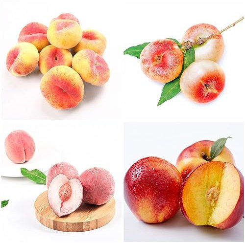 20 pcs pfirsichbaum kaufen samen - obstbaum ausgefallene geschenke seltene pflanzen,Prunus persica,pfirsich bonsai baum dankeschön geschenke klein dachbegrünung exotische früchte