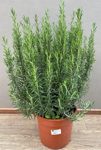 Pianta di rosmarino su vaso cm 24 altezza cm 70