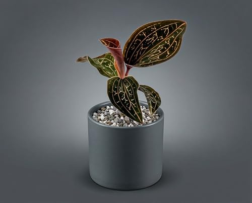 Anoectochilus chapaensis Juwelorchidee - Zimmerpflanze mit samtschwarzen Blättern & Kupfer-Adergeflecht - Terrarienpflanze für Vitrine & Pflanzglas - im 6 cm Topf, ca. 8 cm