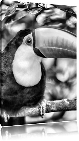 Pixxprint Exotischer Tukan, Größe: 80x60cm, Leinwandbild, fertig gespannt, Wandbild, Dekoration, Kunstdruck, kein Poster