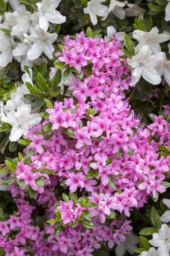 Azalee 'Rosa' 20-25 cm Topf Rhododendron obtusum winterhart immergrün