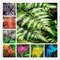 100 Pezzi Multi-Colore Farn un'erba perenne Piante da Esterno Vaso da Fiori Zimmerpflanze für das Haus Giardino Facile da Coltie: Mix