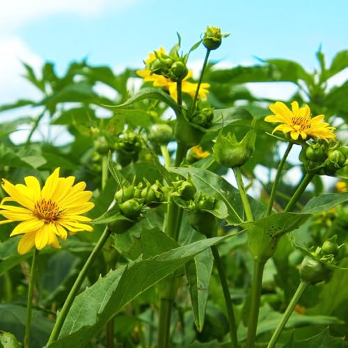 Jerusalem Artichoke Fuseau 10 x Tubers - Hardy Perennial Vegetable for Winter Yields, Easy to Grow, Sweet & Nutty Flavour, Great for Soups & Roasting - Thompson & Morgan