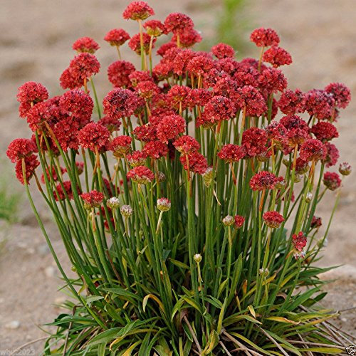 50 Samen Armeria Maritima Joystick- Red- Trommelstock Thrift-gut für Schnittblumen, Stauden