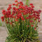 50 Samen Armeria Maritima Joystick- Red- Trommelstock Thrift-gut für Schnittblumen, Stauden