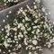 6 Stück Erigeron Karvinskianus von INTRAGARTEN spanisches Gänseblümchen im Topf. Bodendecker im Steingarten