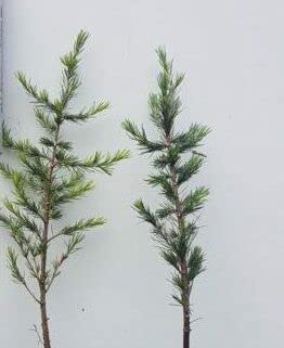 3st. Libanon-Zeder (Cedrus libani) 80-120cm Wurzelware