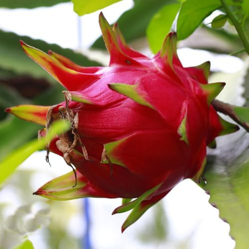 75 pcs drachenfrucht baum samen - früchte pflanzenkübel steingartenpflanzen winterhart Hylocereus undatus,fleischfressende pflanzen、Sukkulenten、succulent plants、sukkulente frisches