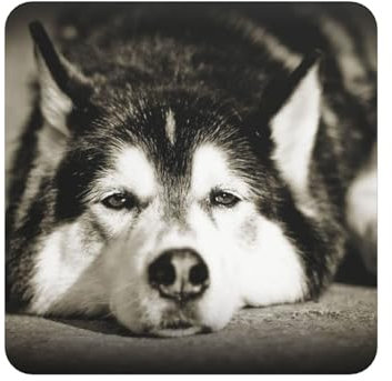 Sibirischer Husky, Quadratischer magnetischer Kühlschrankaufkleber, weichmagnetische Kühlschrankmagnete, Möbeldekoration, 1 Stück