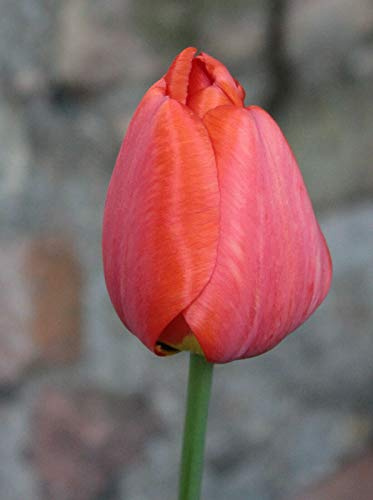 Blumenhandel Ullrich 100 Tulpenzwiebeln Van Eijk Tulpen Blumenzwiebeln