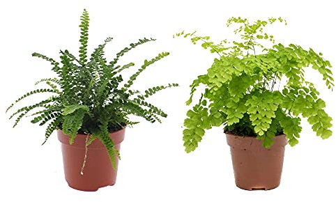 DECOALIVE 8436601570352 Pack Helecho Espada (Nephrolepis Exaltata) y Helecho Delta (Adiantum Fragans) Plantas de Interior, 30cm