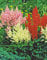 3 Astilben gemischt Prachtspiere3 Wurzelstücke Winterhart Staude Astilbe