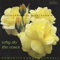 PEARSALL: WHY DO THE ROSES: RO