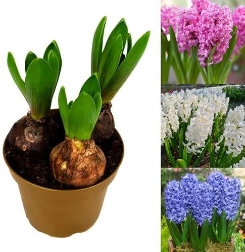 Carbeth Plants - Hyacinth Carnival Bulb Trio in 13cm Pot - Easy to Grow Mixed Hyacinthus Bulbs Growing in Pot - Fragrant Indoor Flowering Plant - Christmas Gardening Gift Idea for Plant Lovers
