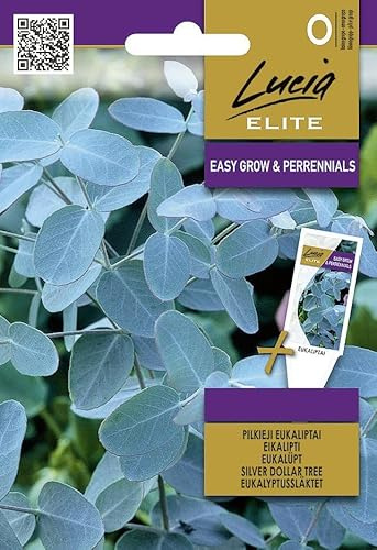 Lucia Elite | Silber-Eukalyptus samen | Blumensamen | Mehrjährige Pflanze mit silbrig-blauen Blättern | Dekoratives Saatgut für Garten & Topf | Immergrüne Pflanze | 1 Pack