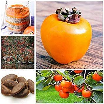 10 PC/Beutel Exotische Persimmon Obstbaum im Freien Non-GMO Juicy Bonsai Topf Diospyros Kaki Fruta Planta Hausgarten