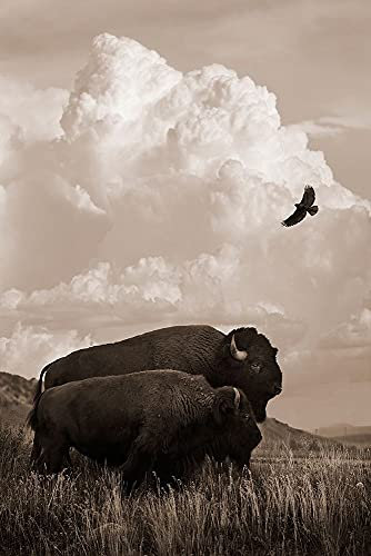 Bild auf gerollter Leinwand, Motiv: The American Buffalo Dawson Robert – Fotografie vertikaler Kunstdruck Wildtiere Fotografie Atmosphäre Himmel Wolke Gras Gr Leinwand, Kunstdruck, 55_X_36_in