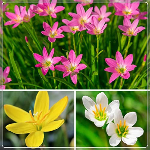 Bulbi di giglio di pioggia - Purificante aria autunno San Valentino Bouquetl bel taglio di fiori - 15 lampes