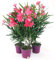 POWERS TO FLOWERS - OLEANDRO ROSA INTENSO, 3 PIANTE, vaso 15cm, piante vere