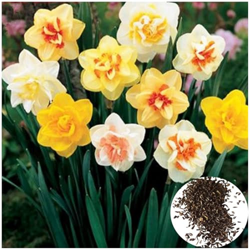 Semillas de Narciso Mezcla de Colores - Bulbos de Flores Rápidas y Fáciles de Cultivar para Maceta, Jardín o Bonsái - Regalo para Amantes de Jardinería (Multicolor)