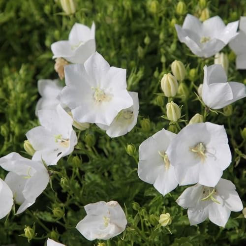 Plant Theory 9cm Pot Campanula Carpatica Alba Weisse Clips Bellflower Perennial