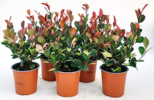 POWERS TO FLOWERS - PHOTINIA LITTLE RED ROBIN VASO 13 CM, 5 PIANTE, piante vere