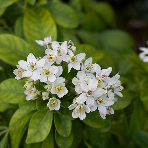 Oranger du Mexique - Choisya Ternata 30cm - Plante En Pot - Floraison Mai-juin - Couleur de la Fleur - Hauteur 2 m