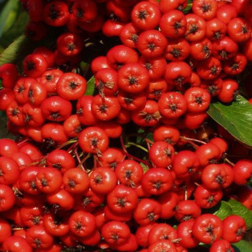 Plant World Seeds - Pyracantha Saphyr Red Seeds