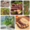 60 pcs Tamarinde Obst Samen säulenobst dekoration wohnzimmer Tamarindus indica bäume garten winterhart pflanze bohnenkraut obstbäume，bonsai samen，gartenpflanzen obst samen büropflanzen