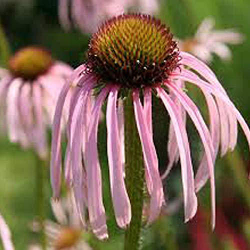 6 x Bleicher Scheinsonnenhut - Echinacea Pallida Topf 9x9cm: Zarte, lila-pinkfarbene Blüten, trockenheitsverträglich, ideal für trockene Standorte.