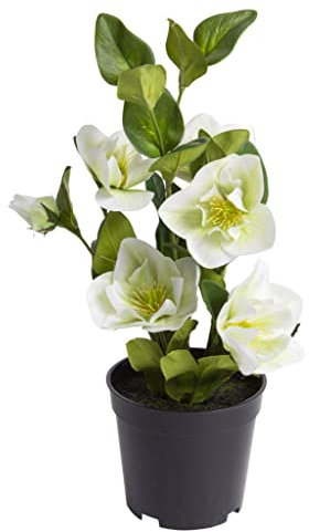 Botanic-Haus künstliche Christrose (Weihnachtsdekoration) im schwarzen Kunststofftopf, Größe: ca. 36 cm hoch, ca. 19 cm breit, ca. 19 cm tief, Farbe: Creme-hellgrün, moderner Stil