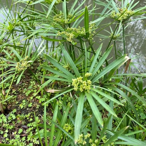 100 pcs Cyperus Alternifolius Samen, Zyperngras, geschenk garten, kräutergarten geschenk kräuterbeet für die küche pflanzensamen winterharte pflanzen für garten, pflanzen samen indoor