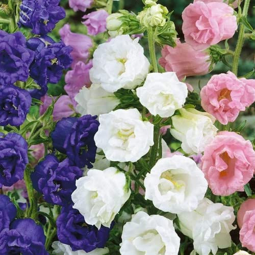 Plant World Seeds - Campanula Medium VAR. Calycanthema Mixed Seeds (Annual/Perennial Flower Seeds)