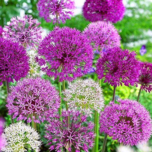 Gardeners Dream Allium Zwiebeln Garten Mix (500 Stk.) - Allium Zierlauch Zwiebeln - Stauden Winterhart Mehrjährig - Ideal als Winterharte Kübelpflanzen, Garten Pflanzen, Terrassen & Balkon Pflanzen