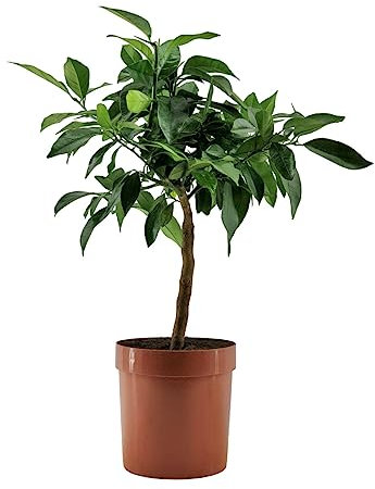 Pianta di Limone Rosso - Citrus Volkameriana - H70cm - vaso ø18 (Coccio)