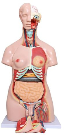UIGJIOG 40 Teil Dual-Sex Human Anatomy Torso 85CM Life-Size Human Body Model, Open Back Torso Model Torso Anatomische Modelle Für Medizinstudenten Study Science High School Education
