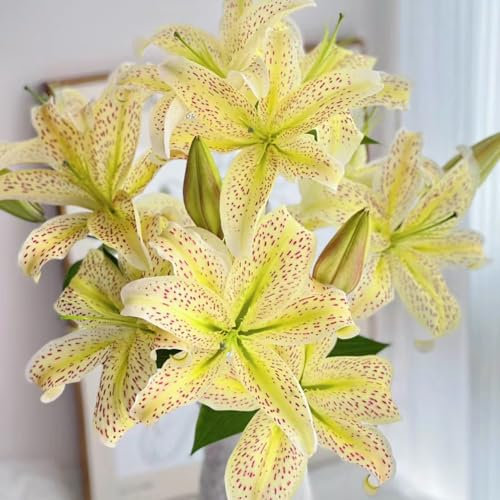 5 pcs lilien zwiebeln kaufen - Lilium brownii - outdoor pflanzen frühlingsblumen riesenlilien baumlilien winterhart knollen deko pflanzen, winterharte stauden mehrjährig winterharte