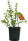 Granado Natural Árbol de Exterior - Árbol Frutal - Granadas